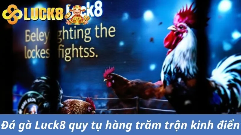 Đá gà trực tiếp Luck8 quy tụ hàng trăm trận chạm trán kinh điển